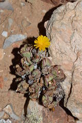 Conophytum bilobum