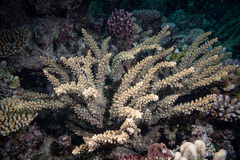 Acropora florida