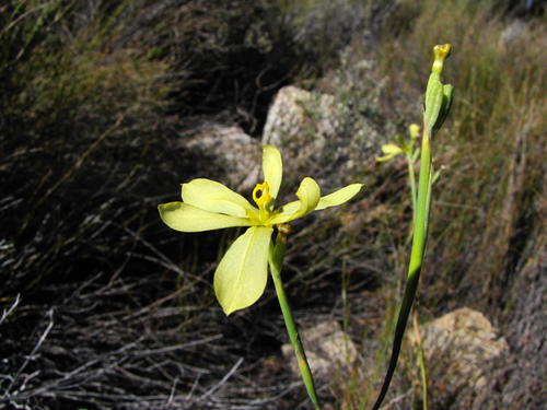 Moraea louisabolusiae