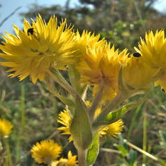Helichrysum decorum