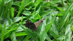 Junonia natalica natalica