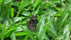 Junonia natalica natalica