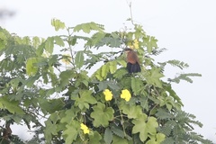 Centropus senegalensis