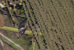 Paradoxurus hermaphroditus