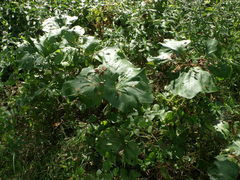 Petasites spurius