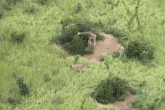 Giraffa camelopardalis antiquorum