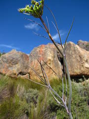 Notobubon capense
