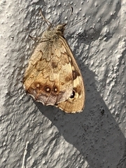 Pararge aegeria
