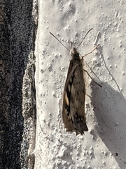 Pararge aegeria