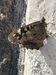 Pararge aegeria