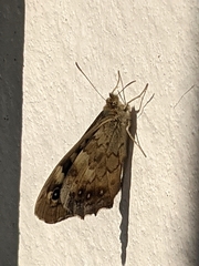 Pararge aegeria