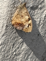 Pararge aegeria