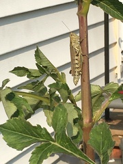 Melanoplus differentialis