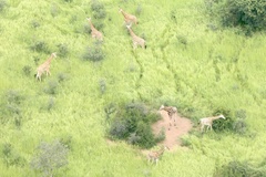 Giraffa camelopardalis antiquorum