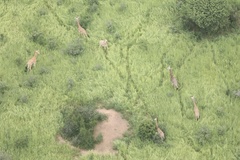 Giraffa camelopardalis antiquorum
