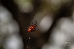Gasteracantha falcicornis