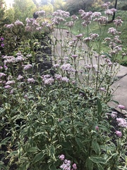 Eupatorium fortunei