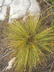 Ficinia quinquangularis