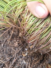 Ficinia quinquangularis