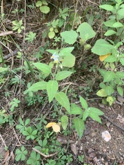 Solanum chenopodioides