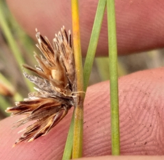 Ficinia quinquangularis