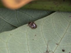 Peltoschema hamadryas