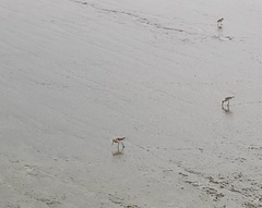 Limosa limosa