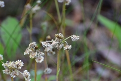 Antennaria dioica