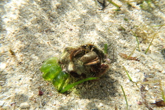 Dardanus scutellatus