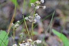 Antennaria dioica