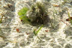 Dardanus scutellatus