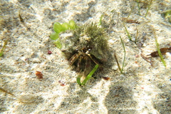 Dardanus scutellatus