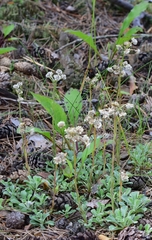 Antennaria dioica