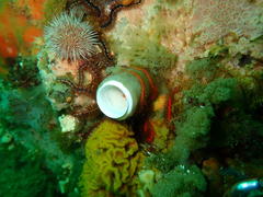 Protula bispiralis