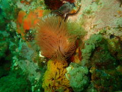 Protula bispiralis