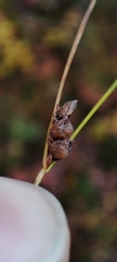 Carex globularis