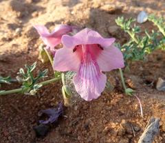 Dicerocaryum senecioides