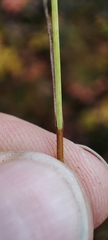 Carex globularis