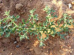 Dicerocaryum senecioides