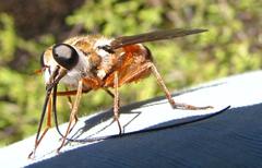 Philoliche rostrata
