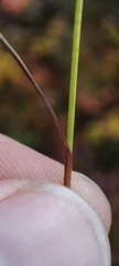 Carex globularis
