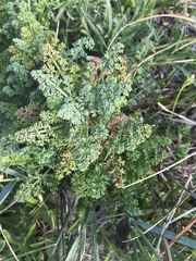 Dasispermum suffruticosum