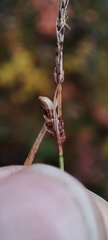 Carex globularis