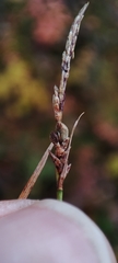 Carex globularis