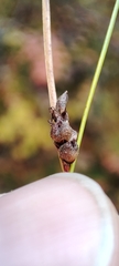 Carex globularis