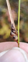 Carex globularis