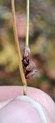 Carex globularis
