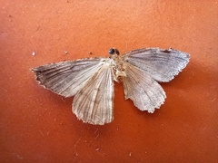 Ascotis fortunata