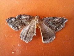 Ascotis fortunata