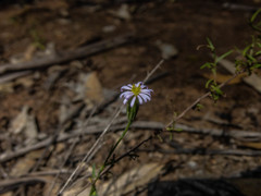 Vittadinia cuneata